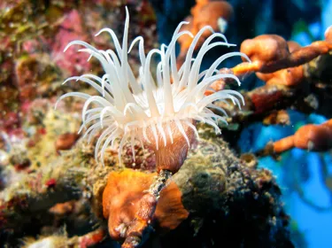 6627 Actinia Equina