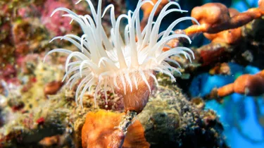 6627 Actinia Equina
