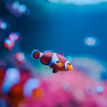 Sealife Socialsshoot 18
