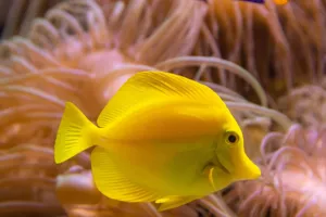 Yellow Tang