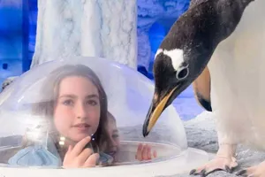 Penguin Point