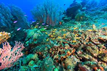 9541 Gettyimages 166265305 Fish Swimming In Coral Reef