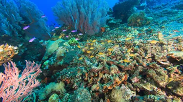 9541 Gettyimages 166265305 Fish Swimming In Coral Reef