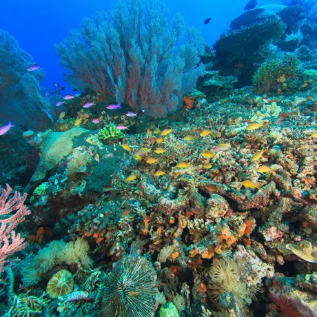 9541 Gettyimages 166265305 Fish Swimming In Coral Reef