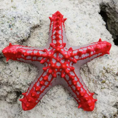 Sea Star