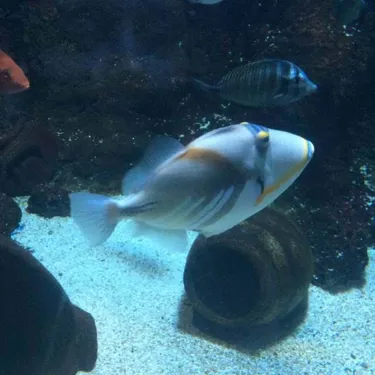 Triggerfish