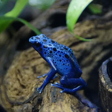 Poisonousdarftfrog