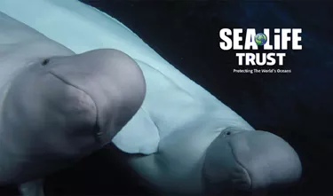 Beluga whales and SEA LIFE Trust