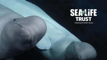 Beluga whales and SEA LIFE Trust