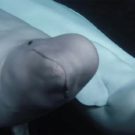 Beluga whales and SEA LIFE Trust