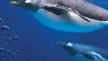 Swimming penguins