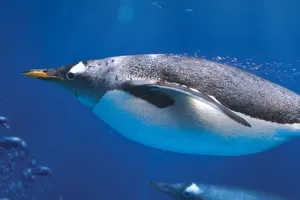 Swimming penguins