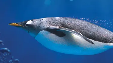 Swimming penguins
