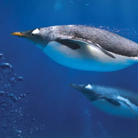 Swimming penguins