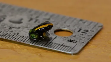 Baby Poison Frog