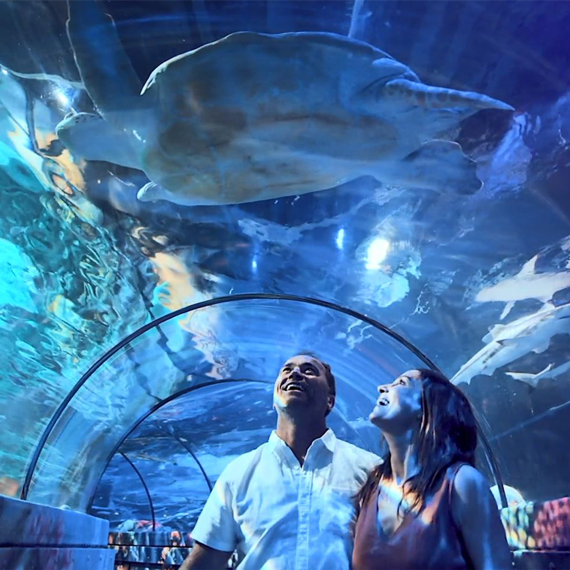 Couple in an Ocean Tunnel looking up at a sea turtle at SEA LIFE London Aquarium
