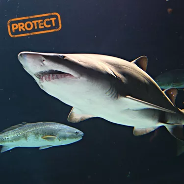 Sand tiger shark with a protect label
