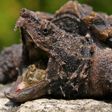 Snapping Turtle