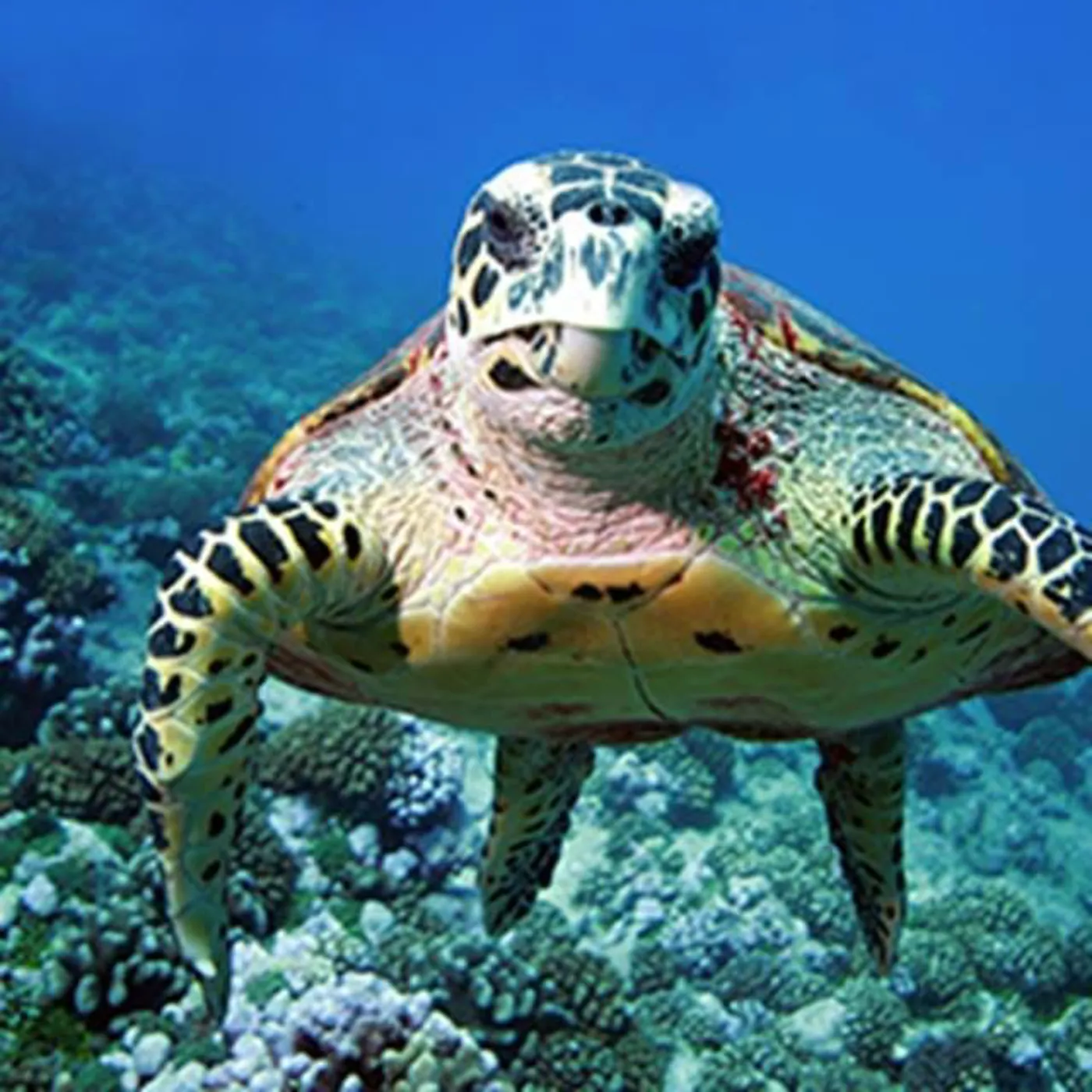 Sea Turtles SEA LIFE London Aquarium