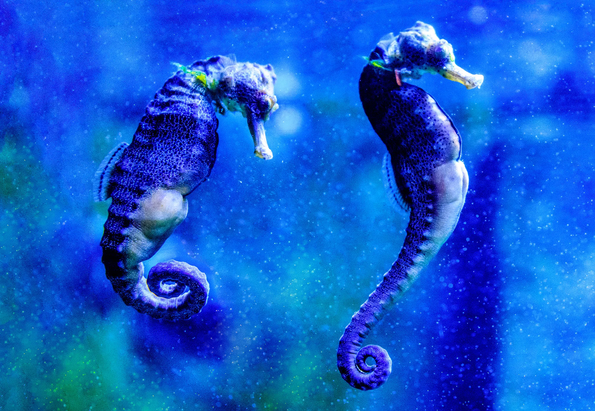 Seahorses 