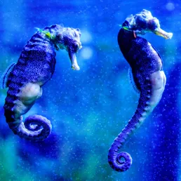 Seahorses