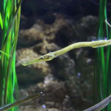 Yellow pipefish