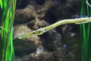 Yellow pipefish