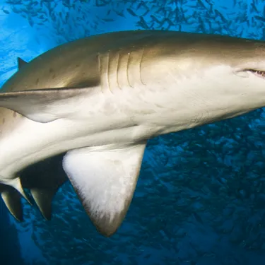 Grey Nurse Shark David Harasti NSW DPI