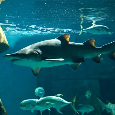 Sand Tiger Shark