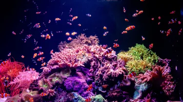 Coral Clownfish