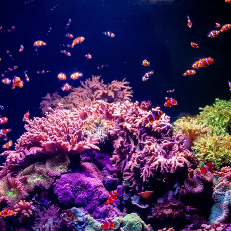 Coral Clownfish
