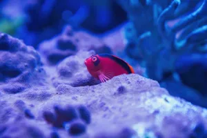 Reeffish 1