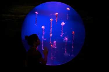 Pop Up Jellyfish