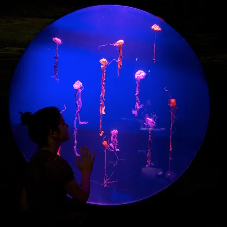 Pop Up Jellyfish