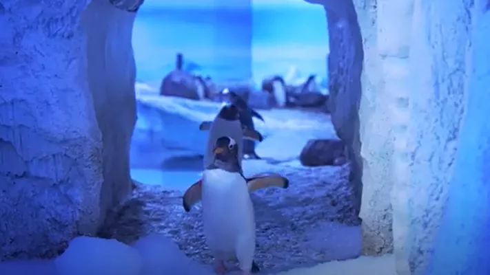 Clip Penguins