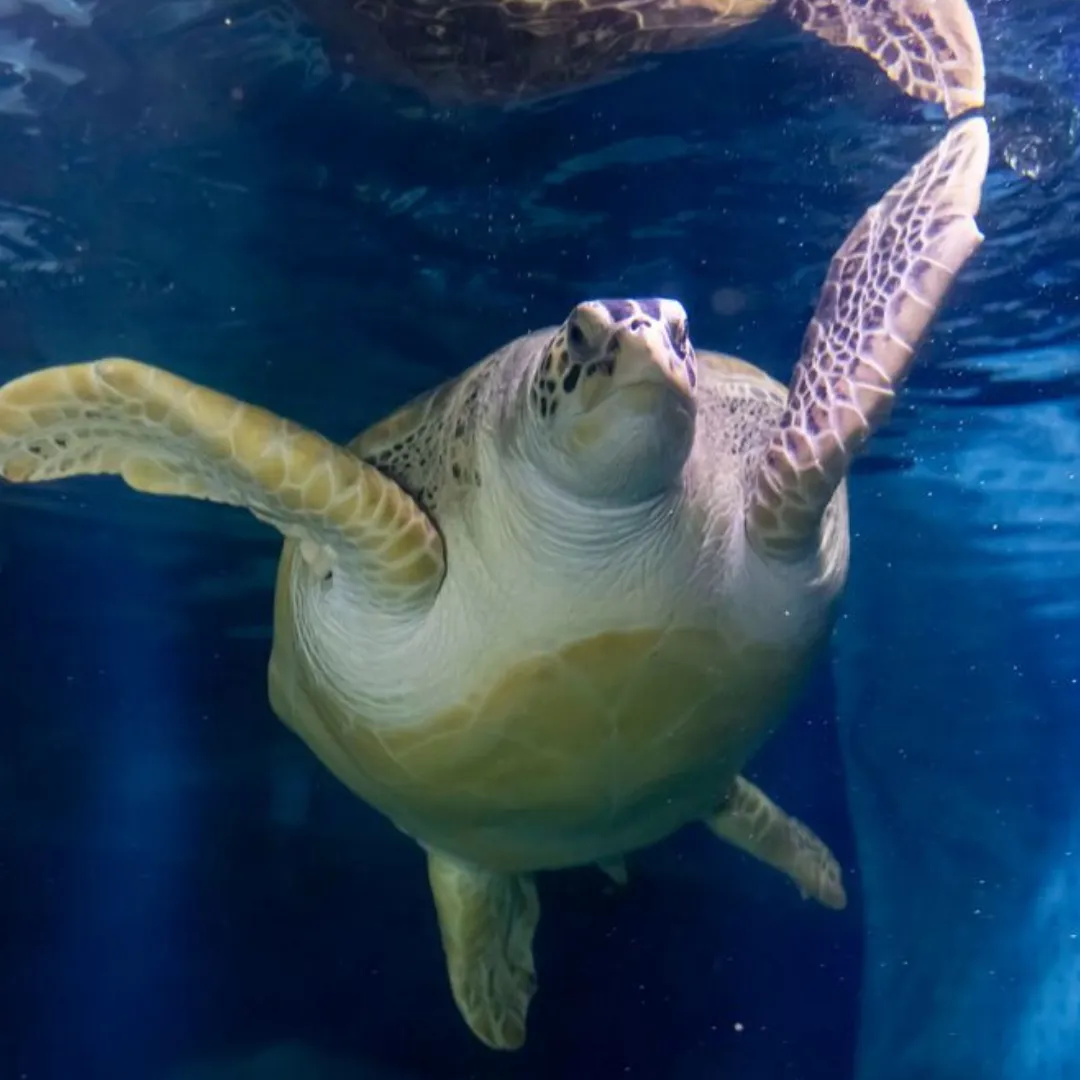 Turtle