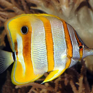 Copperbanded Butterfly Fish