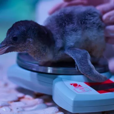 New Born Penguin