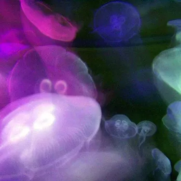 800Px Transparent Jellyfish In Aquarium