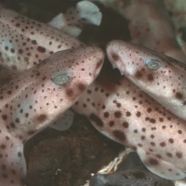 Dogfish Babies