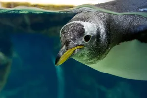 Penguin Swimming