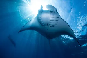 Immotion Mantas Heroimage 2 2024