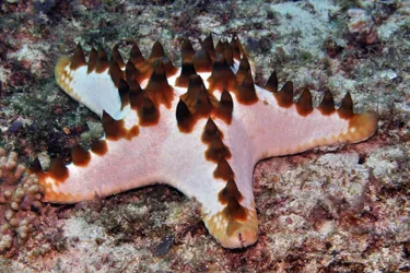 7256 Protoreaster Nodosus