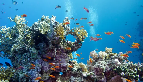 Coral reefs