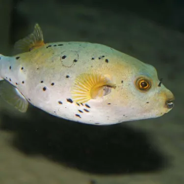 Pufferfish