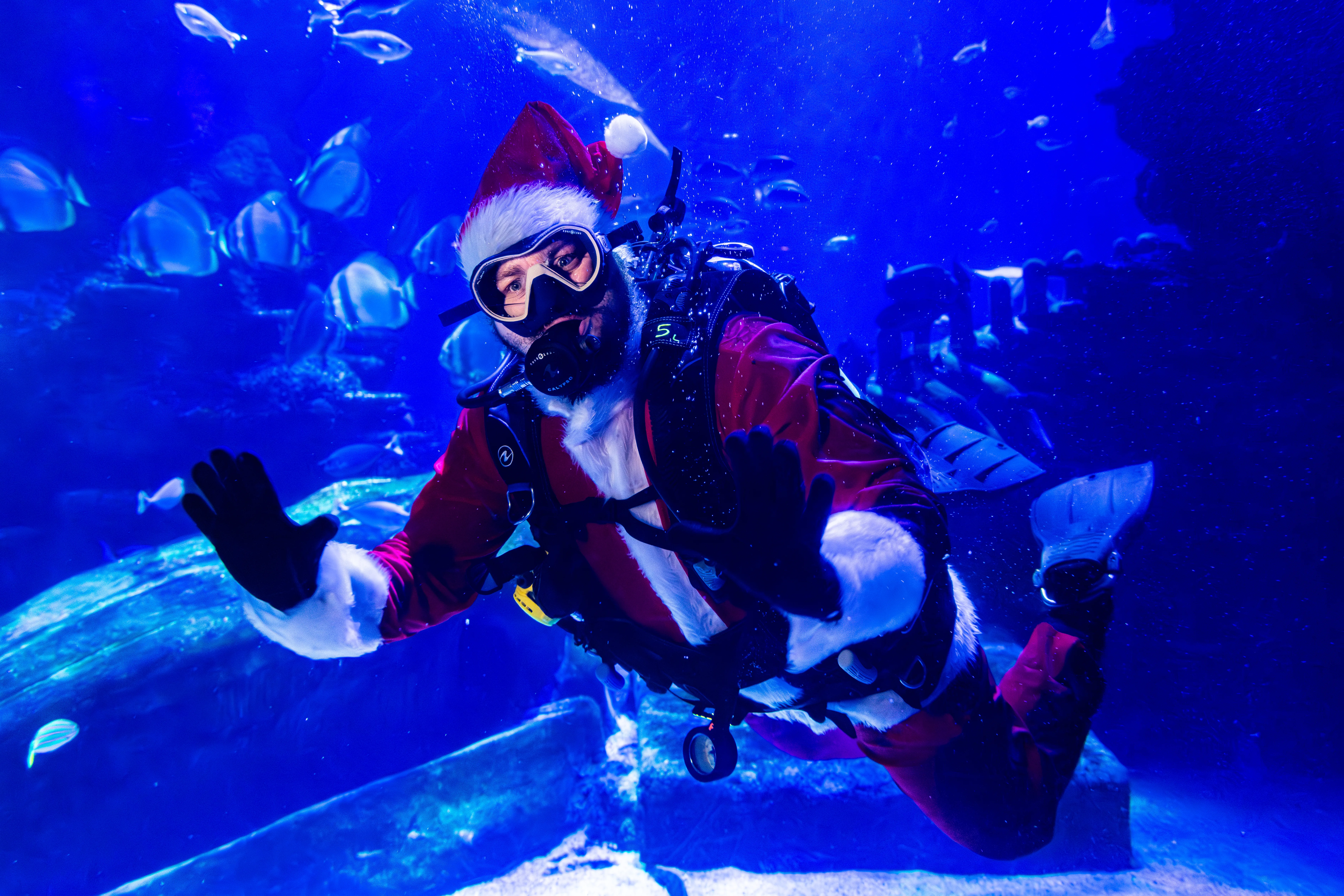 A Santa Claus in the ocean tank