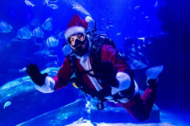 A Santa Claus in the ocean tank