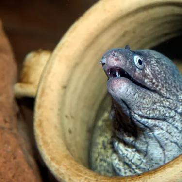 Moray Ee