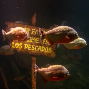 Pirranhas
