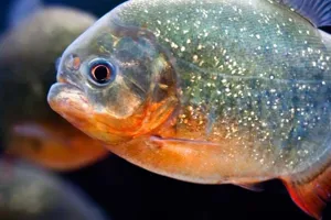 Sea Life London Piranha
